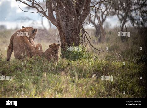 Lion family with young lions. in a savanna landscape after the hunt ...