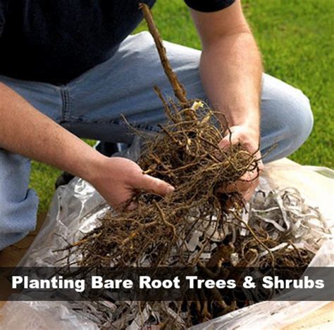 Planting Bare Root Trees And Shrubs - Homestead & Survival