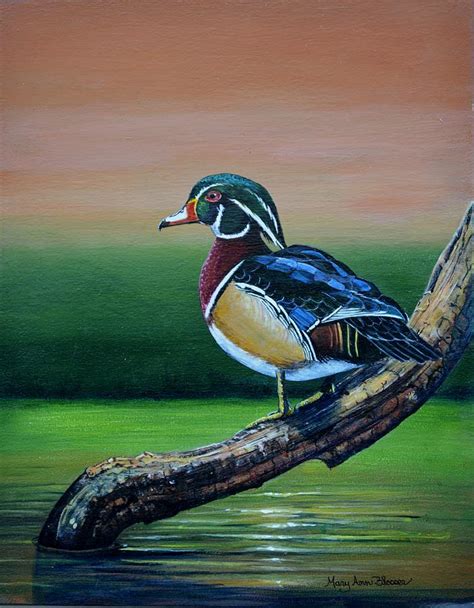 Male Wood Duck Painting by Mary ann Blosser - Fine Art America