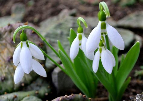 Snowdrops: Their History, Symbolism, And Care » FloraQueen EN