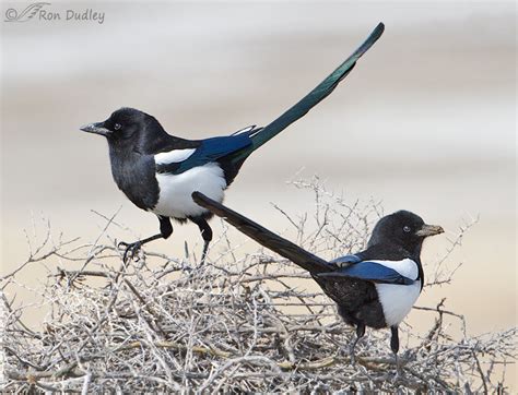 A Touchy Matter Of Gender – Feathered Photography