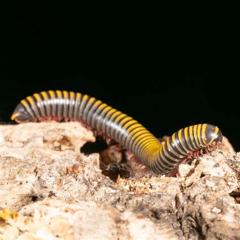 Do Yellow Banded Millipedes infest houses? - Dave's Pest Control