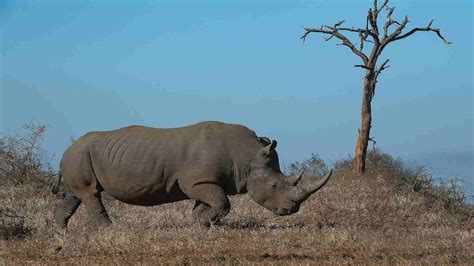 100+ Best Cute Male Female and Baby Rhino Names