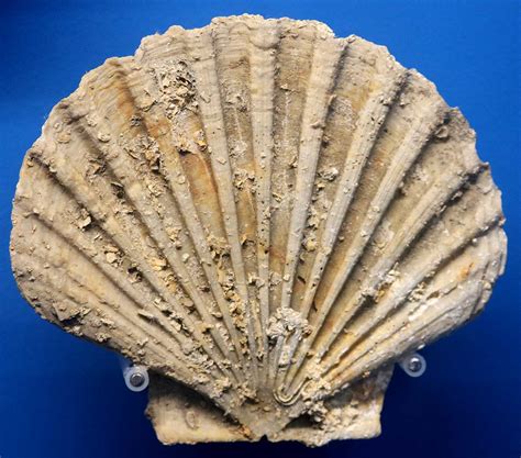 Louisville Fossils and Beyond: Pecten jacobaeus Great Scallop Fossil