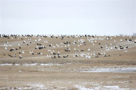 13 Photos of North Dakota Wildlife