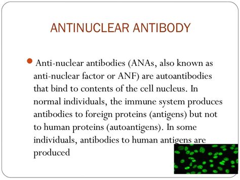 ANTINUCLEAR ANTIBODY