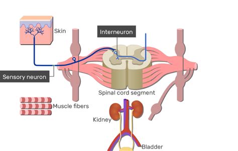 Spinal Cord Gray Matter Anatomy & Functions | GetBodySmart