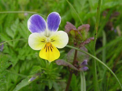 Viola tricolor L. | Plants of the World Online | Kew Science