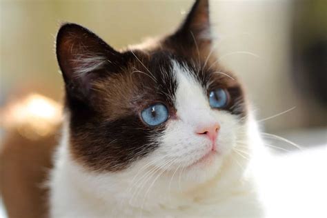 5 Best Snowshoe Cat Breeders -Quality Over Quantity