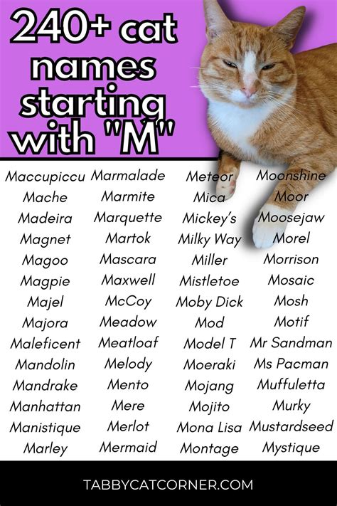 246 Best Cat Names Starting With M in 2023 - Tabbycatcorner