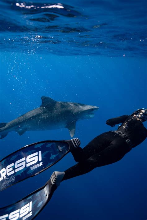 All About Hawai'i's Tiger Shark Season -Blog-One Ocean