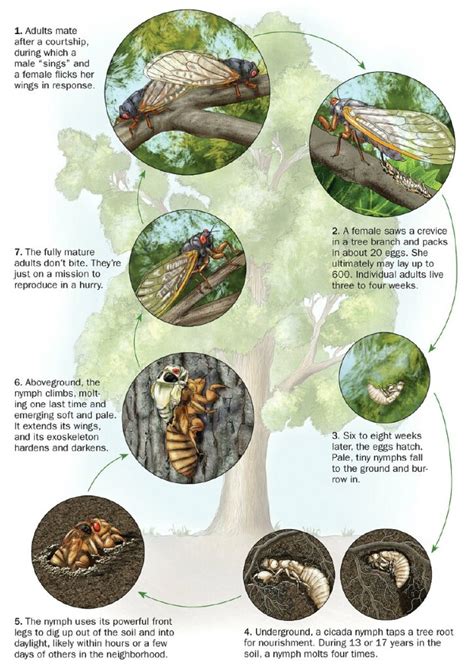 Cicadas and some cool facts - Natural History Curiosities