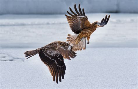 Exotic Winter Birds In Flight - Blain Harasymiw Photography