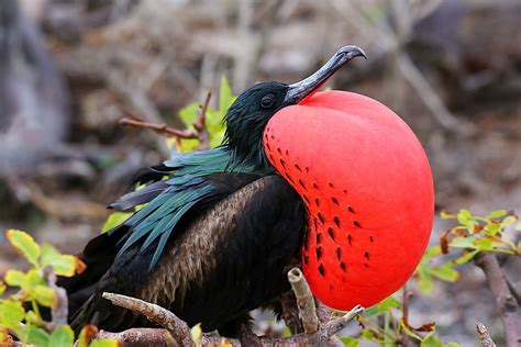 The Five Species Of Frigatebird Living In The World Today - WorldAtlas