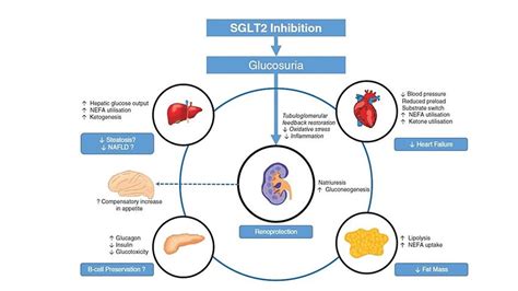 Sodium-Glucose Cotransporter 2 (SGLT2) Inhibitors: Benefits Versus Risk - Cureus