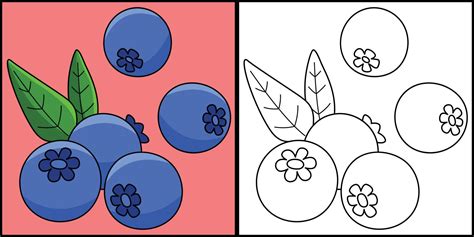 Blueberry Fruit Coloring Page Colored Illustration 21964629 Vector Art ...