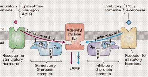 Caffeine: Risks and Benefits – a Comparative View : Caffeine Pharmacology