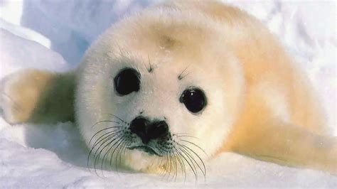 Seal Wallpapers - Top Free Seal Backgrounds - WallpaperAccess