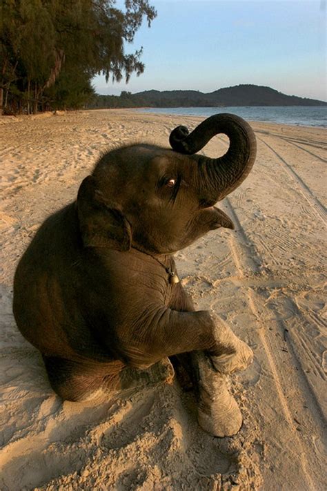 No1 Amazing Things: Cute baby elephant