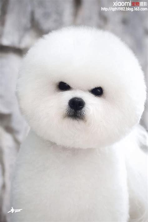 Pin by OPAWZ on Bichon Frise | Bichon frise dogs, Bichon frise, Bichon ...