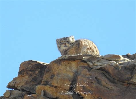 Wildlife in Ladakh or Wildlife of Ladakh Ladakh situated between 2500 m ...