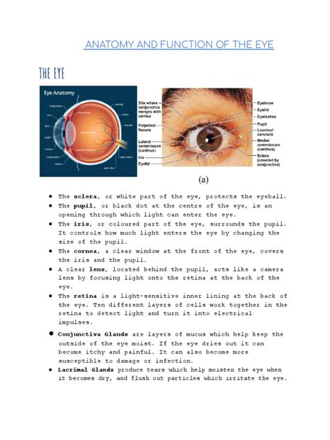 Anatomy and Function of The Eye | PDF