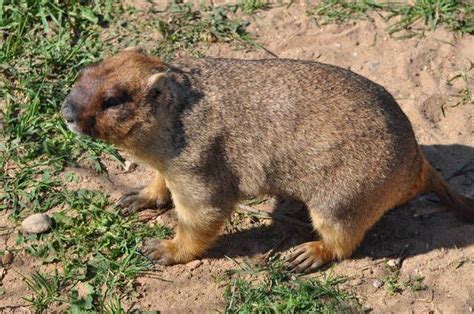 Bobak marmot/ Marmota bobak » Vorobyi Birdpark Gallery | Marmot, Prarie ...