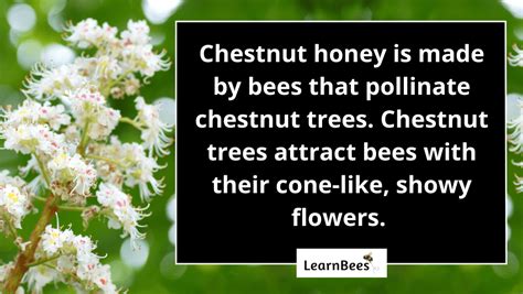 Chestnut Honey 101: The Taste, Health Benefits & Risks