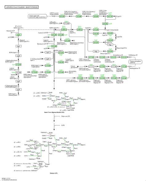 KEGG PATHWAY: Lipopolysaccharide biosynthesis - Escherichia coli K-12 MG1655