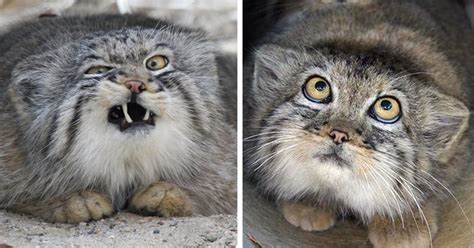 The Pallas Cat Is The Most Expressive Cat In The World | Catlov