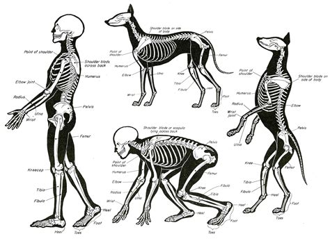 Character and Creature Design Notes: 10/1/10