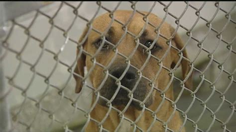 Dozens of dogs at Brown Co. shelter need homes