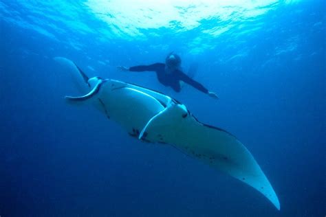 Solomon Islands Diving • Guadalcanel Travel Solomons