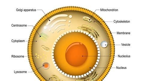 HIMADRI'S BLOG: STRUCTURE OF A CELL