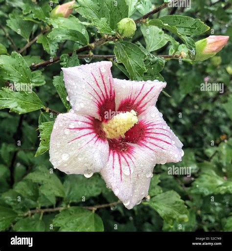 This flower is korean traditional flower. Name is rose of sharon. This ...