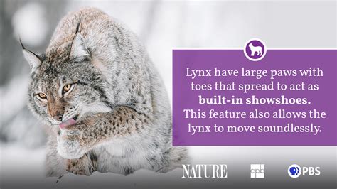 Lynx Fact Sheet | Blog | Nature | PBS