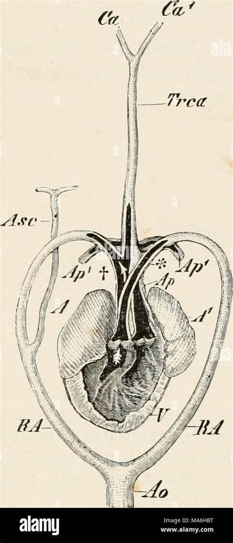 . Elements of the comparative anatomy of vertebrates Stock Photo - Alamy