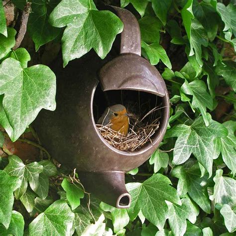 Bird In Everything: Robin Birds Nest