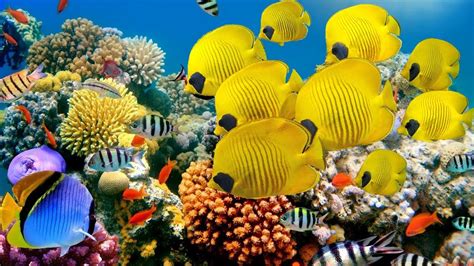 Explore beautiful coral reef and undersea nature - YouTube