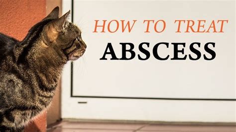 Cat Abscess Treatment Information and Guide