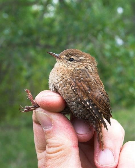 Winter Wren | Birds | Pinterest