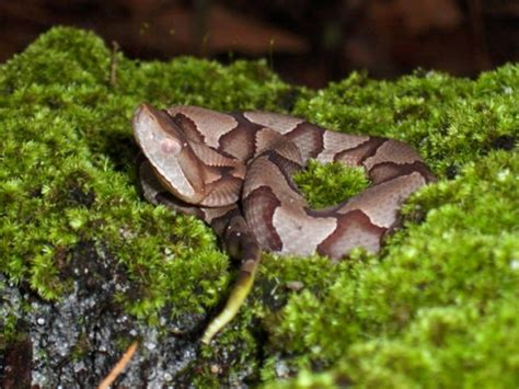 Copperhead Snake in Louisiana - HubPages