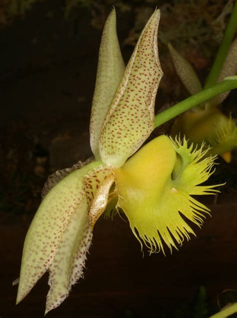 Catasetum fimbriatum