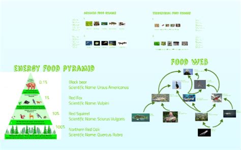 terrestrial food chain by Maya Aalsburg on Prezi