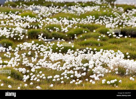 Greenland, Angmassalik Region, Tiniteqlaaq, Polar Vegetation, Flowers Stock Photo - Alamy