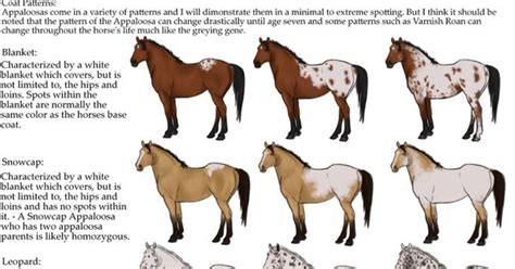 96 best ideas for coloring | Appaloosa Horses Names