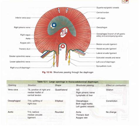 Diaphragm opening | Anatomy images, Human body anatomy, Thoracic duct