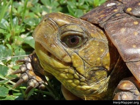 Northern Spotted Box Turtle (Terrapene nelsoni klauberi) - HM 25061