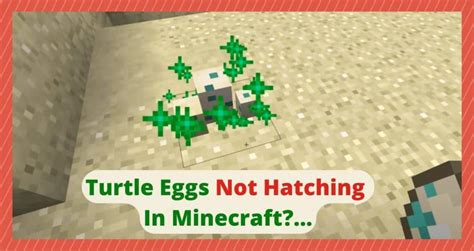 How Do You Hatch Turtle Eggs In Minecraft Pocket Edition at Grace Russell blog