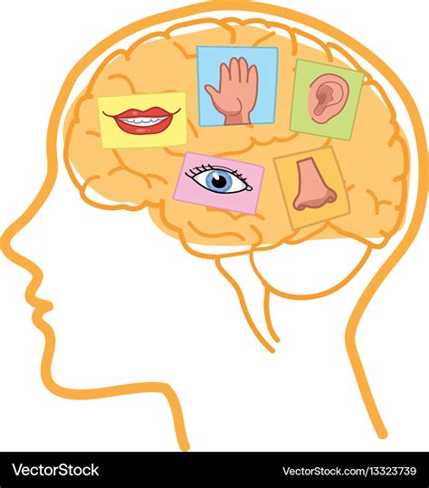 Human brain five senses Royalty Free Vector Image